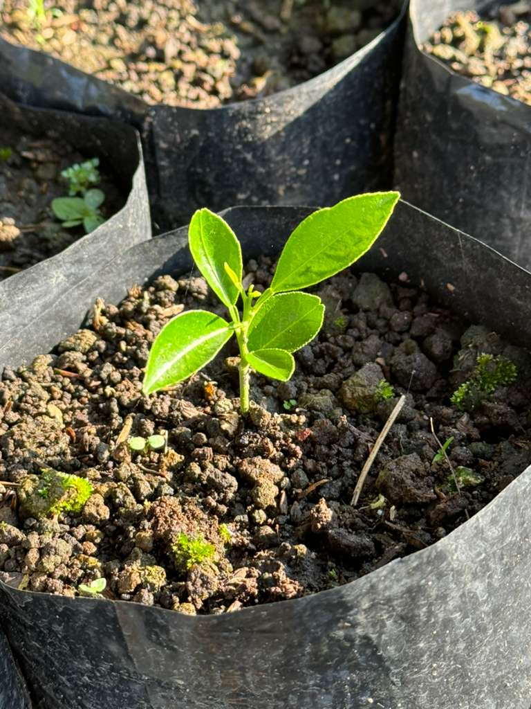 Árbol listo